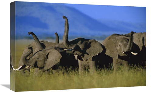 Global Gallery GCS-396209-1624-142 16 x 24 in. African Elephant Herd S