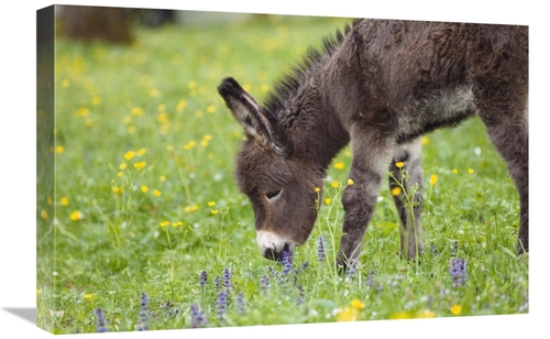Global Gallery GCS-398476-1624-142 16 x 24 in. Donkey Foal Grazing,