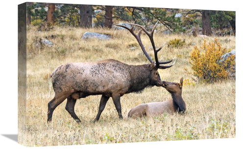 Global Gallery GCS-486450-22-142 22 in. The First Kiss Art Print - Vic