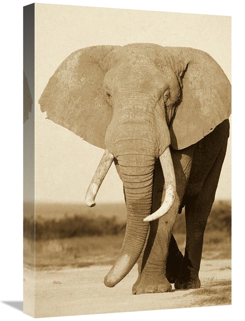 Global Gallery GCS-453710-1624-142 16 x 24 in. African Elephant Bull&#