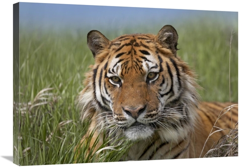 Global Gallery GCS-396433-2432-142 24 x 32 in. Siberian Tiger Portrait