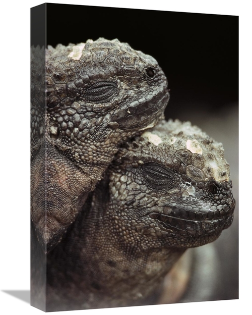 Global Gallery GCS-451109-1218-142 12 x 18 in. Marine Iguana Pair Rest