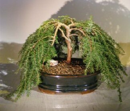 Dwarf Weeping Hemlock Bonsai Tree(Tsuga Canadensis) 'coles prostmate'