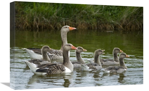 Global Gallery GCS-398065-1624-142 16 x 24 in. Greylag Goose Couple Sw