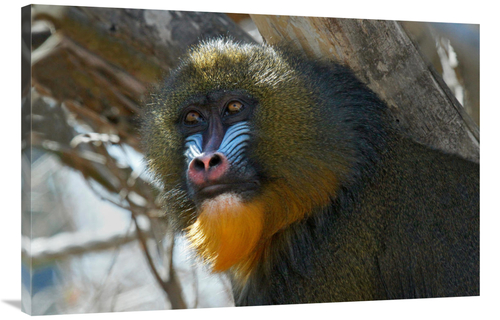 Global Gallery GCS-486593-40-142 40 in. Mandrill Art Print - Vic Schen