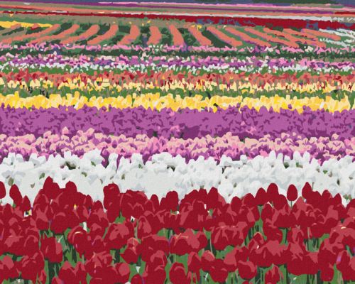 Zuty - Paint by Numbers - TULIP FIELDS (DENNIS FRATES), 40x50 cm