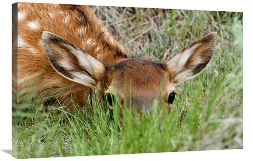 Global Gallery GCS-486550-36-142 36 in. Hiding in the Grass Art Print 