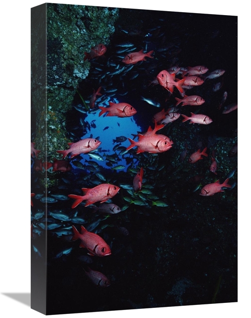 Global Gallery GCS-450742-1218-142 12 x 18 in. Squirrelfish Schooling 