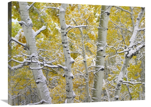 Global Gallery GCS-396976-2432-142 24 x 32 in. Snow-Covered Aspen Fore