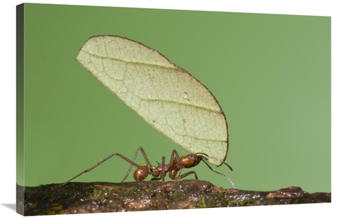 Global Gallery GCS-397304-2436-142 24 x 36 in. Leafcutter Ant Carrying