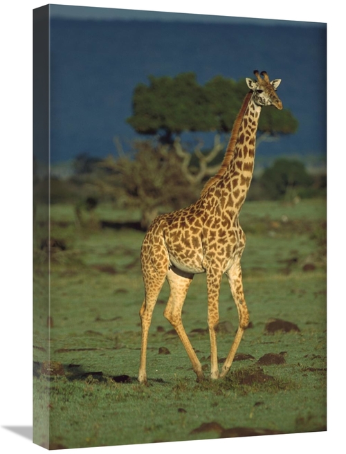 Global Gallery GCS-451981-1624-142 16 x 24 in. Giraffe Portrait, K