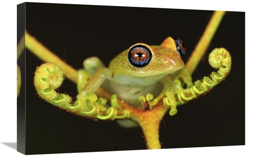 Global Gallery GCS-397661-1624-142 16 x 24 in. Green Bright-Eyed Frog 