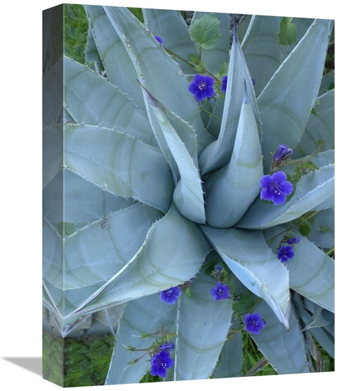 Global Gallery GCS-452213-1216-142 12 x 16 in. Bluebell & Agave, N