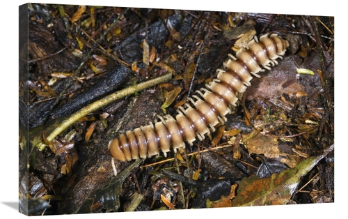 Global Gallery GCS-452670-2030-142 20 x 30 in. Millipede in Lowland Ra