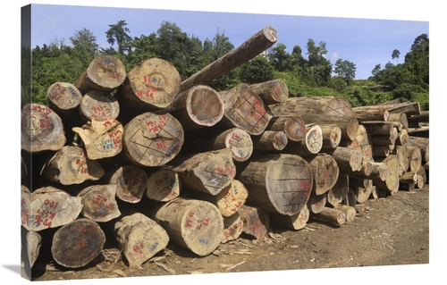 Global Gallery GCS-397657-2436-142 24 x 36 in. Timber At A Logging Are