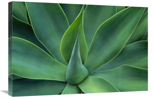 Global Gallery GCS-395903-2030-142 20 x 30 in. Fox Tail Agave Leaves C