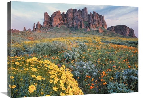 Global Gallery GCS-396990-2432-142 24 x 32 in. California Brittlebush 