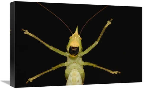 Global Gallery GCS-453208-1624-142 16 x 24 in. Katydid Close-Up of Und