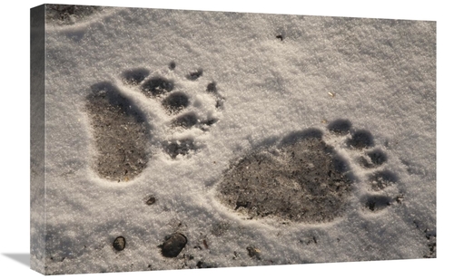 Global Gallery GCS-395456-1624-142 16 x 24 in. Grizzly Bear Front & Ba