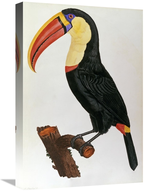 Global Gallery GCS-266735-22-142 22 in. Le Toucan Art Print - Francois