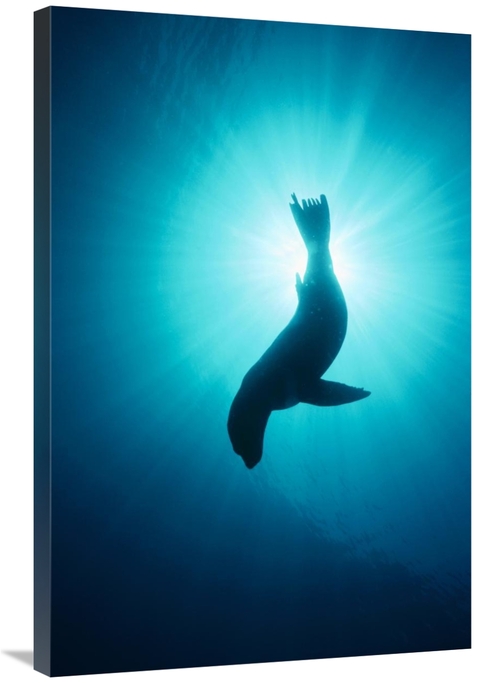 Global Gallery GCS-450620-2436-142 24 x 36 in. California Sea Lion Und