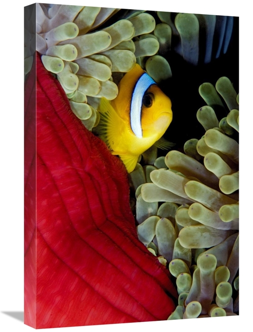 Global Gallery GCS-398225-1624-142 16 x 24 in. Red Sea Anemonefish Hid