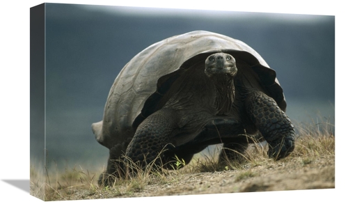 Global Gallery GCS-451279-1218-142 12 x 18 in. Galapagos Giant Tortois