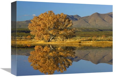 Global Gallery GCS-452081-1216-142 12 x 16 in. Cottonwood Fall Foliage