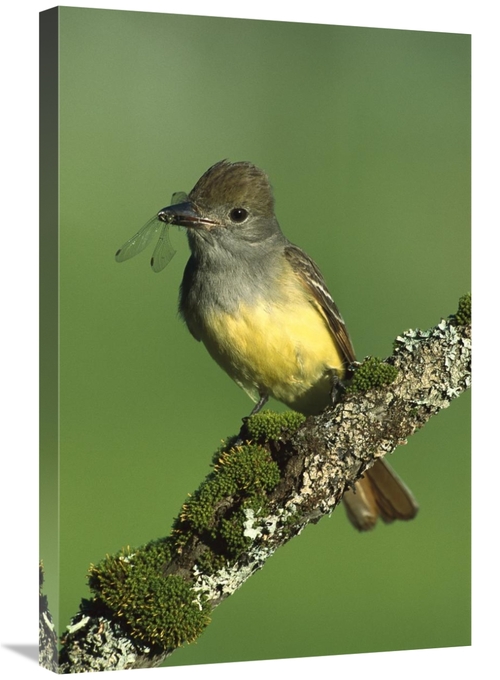 Global Gallery GCS-453301-2030-142 20 x 30 in. Great Crested Flycatche