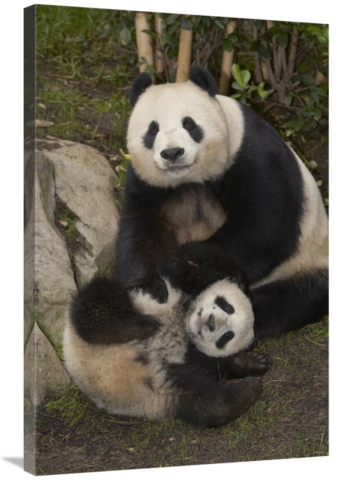 Global Gallery GCS-450876-2436-142 24 x 36 in. Giant Panda Mother & Ba