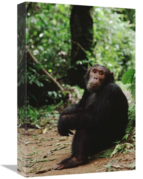 Global Gallery GCS-452741-1218-142 12 x 18 in. Chimpanzee on Forest Fl