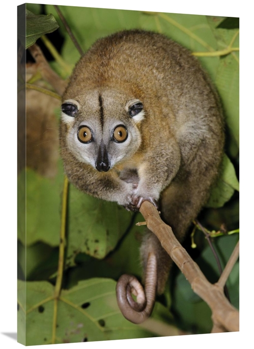 Global Gallery GCS-397553-2436-142 24 x 36 in. Moluccan Cuscus, Ha