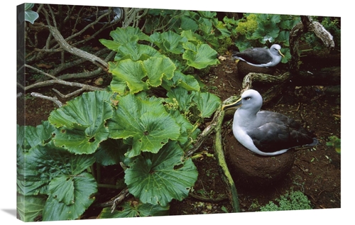 Global Gallery GCS-451666-2436-142 24 x 36 in. Bullers Albatross Nesti