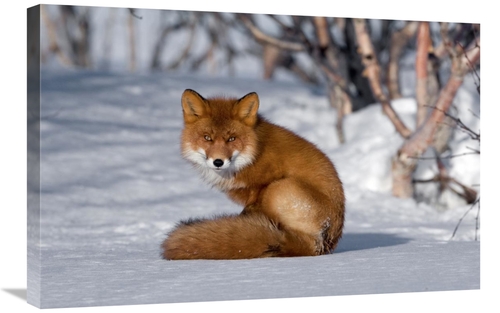 Global Gallery GCS-397431-2030-142 20 x 30 in. Red Fox Sitting on Snow