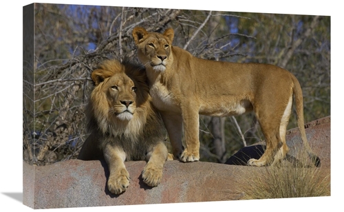 Global Gallery GCS-450895-1624-142 16 x 24 in. African Lion Male & Afr