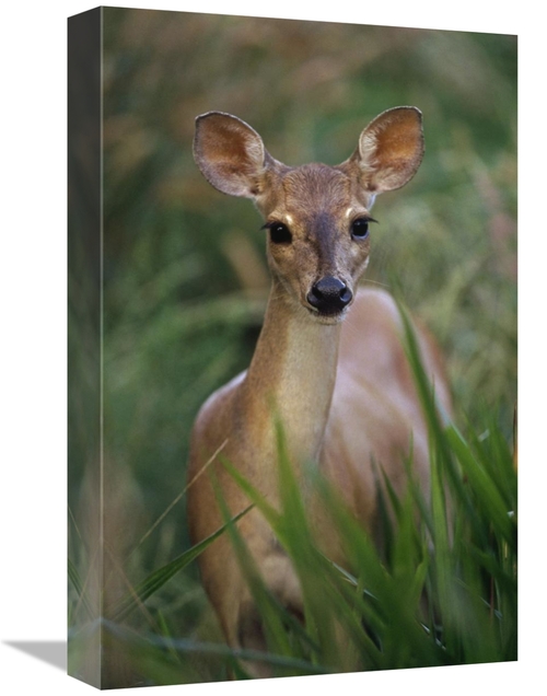 Global Gallery GCS-397692-1218-142 12 x 18 in. Marsh or Swamp Deer Por