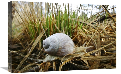 Global Gallery GCS-452718-1624-142 16 x 24 in. Edible Snail, Bavar