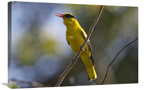 Global Gallery GCS-453637-2030-142 20 x 30 in. Black-Naped Oriole,