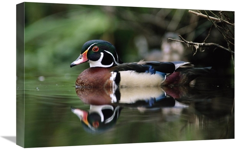 Global Gallery GCS-396198-1624-142 16 x 24 in. Wood Duck on Water,