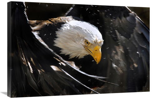 Global Gallery GCS-486405-36-142 36 in. Bald Eagle Bath III Art Print 