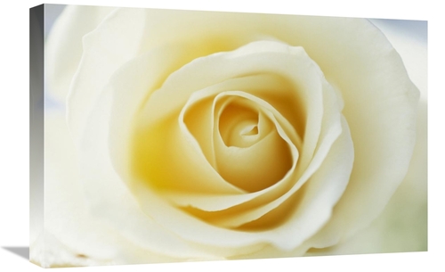 Global Gallery GCS-453612-1624-142 16 x 24 in. Rose Close Up of White 