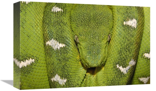 Global Gallery GCS-453188-1218-142 12 x 18 in. Emerald Tree Boa Coiled