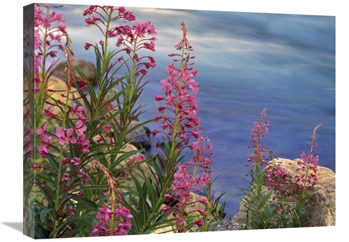 Global Gallery GCS-396236-1824-142 18 x 24 in. Fireweed Against Flowin