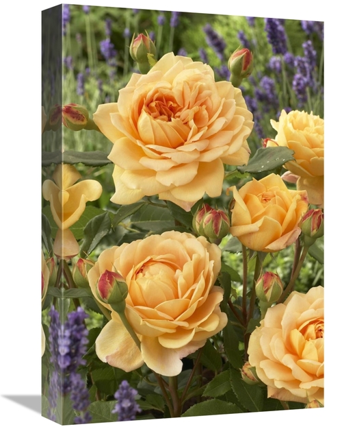 Main Global Gallery GCS-398377-1218-142 12 x 18 in. Rose Golden Celebration image