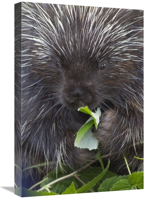 16 x 24 in. Common Porcupine Feeding on Leaves, Haines, Alaska