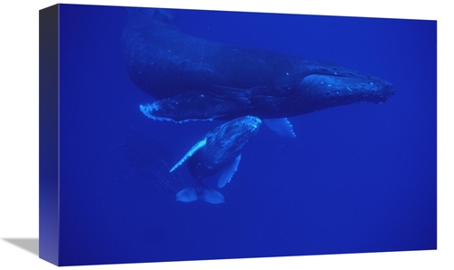 12 x 18 in. Humpback Whale Friendly Mother & Calf Followed By Male Esc