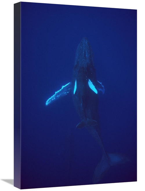 Global Gallery GCS-450581-1624-142 16 x 24 in. Humpback Whale Calf Rid