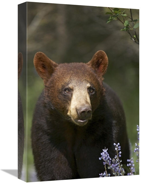 Global Gallery GCS-396020-1218-142 12 x 18 in. Black Bear Portrait&#44