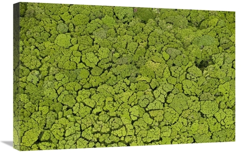 Global Gallery GCS-397905-2030-142 20 x 30 in. Rainforest, Iwokram