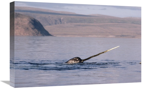 Global Gallery GCS-450594-1624-142 16 x 24 in. Narwhal Surfacing, 